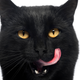 Illustration for article titled Its time for the saga of the cat who got extremely stoned